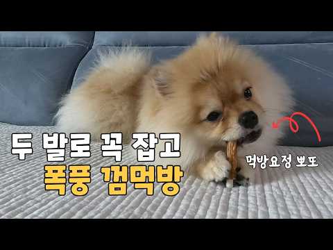 아울렛 다녀와서 방전된 4개월 아기 포메의 현실 먹방, 잘먹고 쑥쑥크는 뽀또 먹방 ASMR