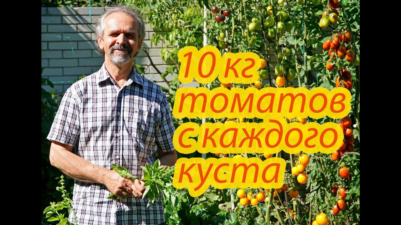 Помидоры. 10 кг томатов с каждого куста. Как этого достичь. Реальный опыт