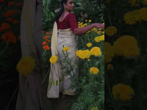 കുറെ നാളത്തെ ആഗ്രഹം സാധിച്ചു 🥰 #onamspecial #farming #trendingshorts #marigoldflowers #onam2025