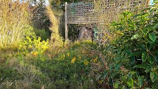 Garden BBQ Area Uncovered for Homeowner in Need | Satisfying Yard Care