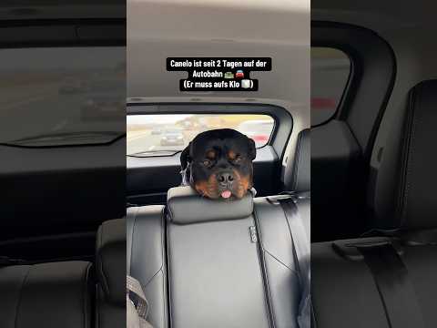 Canelo muss auf der Autobahn aufs Klo 🧻 😱