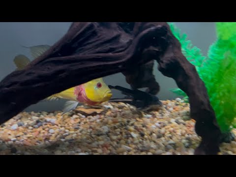 Trimac Cichlid Fights Catfish For Territory 