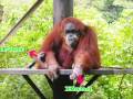 Animal Adaptations and Functions