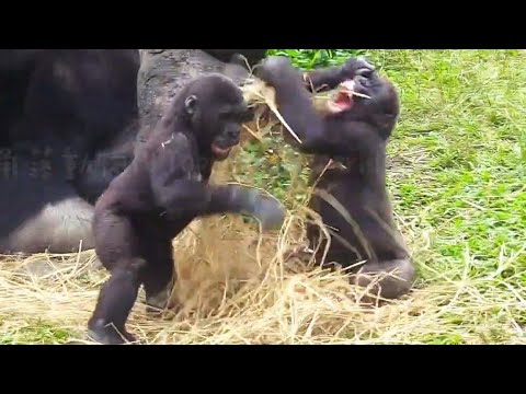 Straw Battle: The Brothers Throw It at Each Other! 😆稻草大戰，兄弟互相丟來丟去！