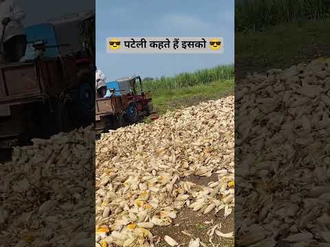 jCB से मक्का की पिसाई,, पटेली हो तो ऐसी #tranding #ytshorts #viralvideo #jcb #explore #new