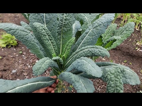 THU HOẠCH CẢI KALE KHỦNG LONG, XÀ LÁCH ĐỎ,CẢI KALE RONG BIỂN, RAU KIM CƯƠNG, CẢI CẦU VÒNG, HẸ MỸ