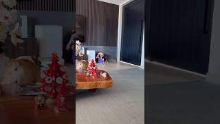 BICA TENTANDO PEGAR UM BRINQUEDO DIFERENTE 🤣