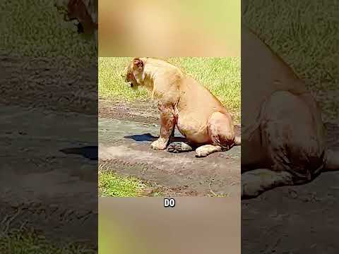 O parto da leoa #curiosidadesanimais #animals #animaisselvagens #wildlife #animais