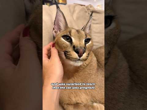 The Girl’s Caracal Became Moody After Getting Pregnant#shorts #animals #caracal #friendship