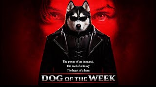 UFC Fight Night: Sterling vs. Zalal.      Dog of The Week 