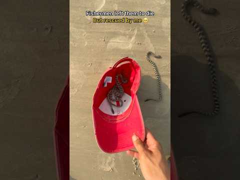 Risky rescue: saved seaโs most venomous snakes ๐ฑ