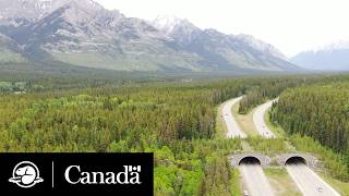 Banff Wildlife Crossing Structures | Parks Canada