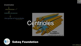 Centrioles