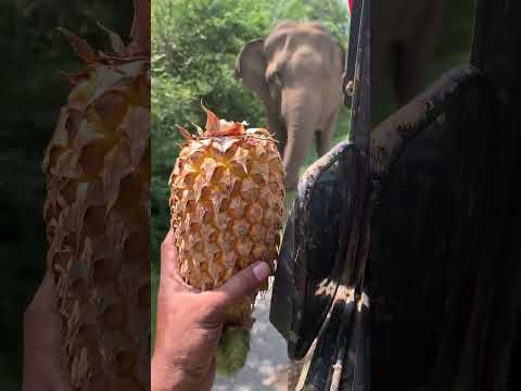pineapple eating elephant ππ
