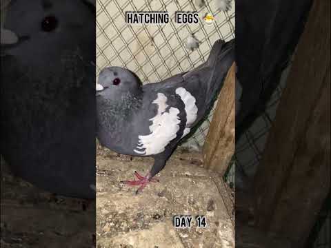 Black Gandadar Eggs #shorts#reels#pigeon#kabutar#hatching#egg#pigeonbreeding