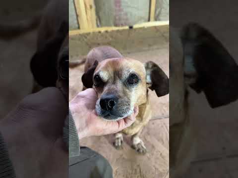 Minion in annoyed at the flies #narrowayhomestead #theoneandonlyminion #flies #warmweather #pests