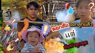 ดอกส้มออกลูกแล้วแต่มันทำลูกตุยและอัปเดตสมาชิกใหม่ #เลี้ยงเป็ด #กระต่าย #ฮันนาห์ #พี่บิวน้องหนู