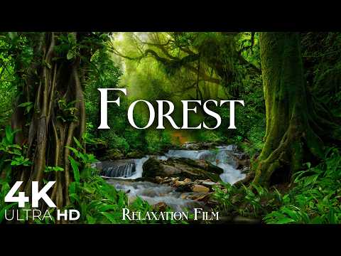 Forest 4K - Scenic Nature Relaxation Film with Peaceful Music - Ambient Soundscapes - Video Ultra HD