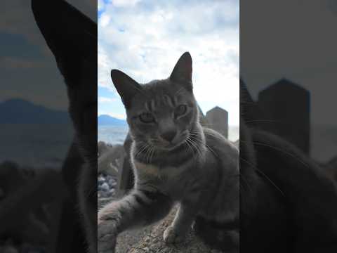 カメラを見ると必ず攻撃してくる子猫　#猫 #猫パンチ #子猫