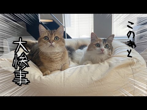 人をダメにするソファは猫もダメにするソファだったらしい…