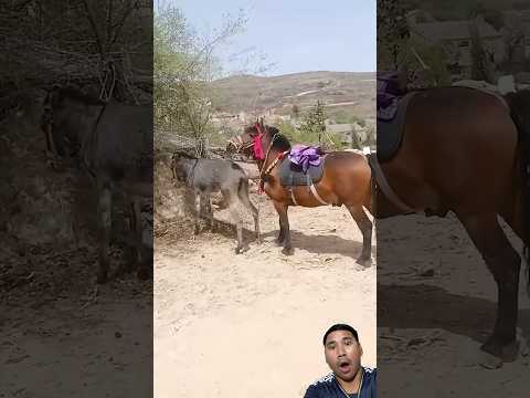 Wow😱😱#cow #baffalo #funnyanimal #animals #pigfeed #bull #shortvideo #funnypet