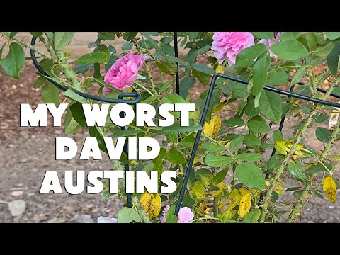 My Worst Performing David Austin Roses for 2024