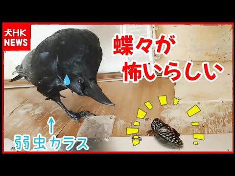 【蝶々怖い】20250820、カラス＆四つ足クインテット（仮）