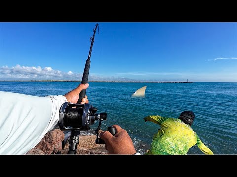 Didn't Think I'd land This Beast on the Jetty! Jetty Fishing South Padre