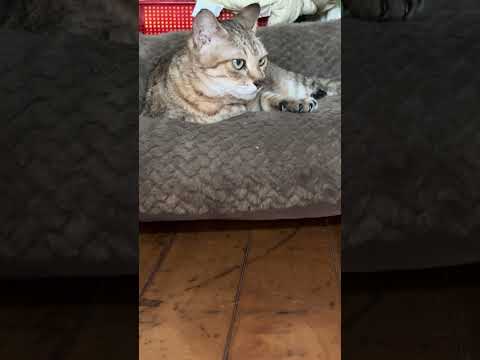 Happy birthday my cat 15 years old, thank you for companion #shortsfeeds #shortsviral #shortsfunny