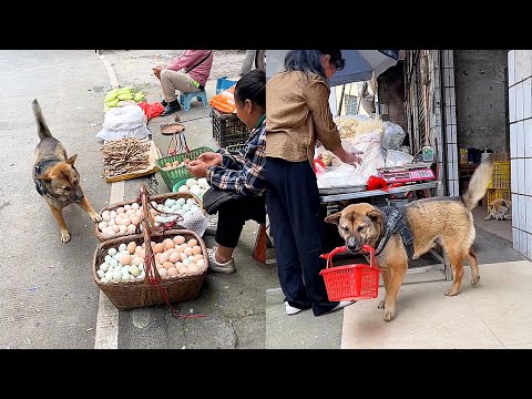 The smart dog forgot to bring money when buying eggs🤑