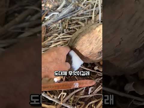 코코넛 속 깜짝 정체… 세젤귀 등장!