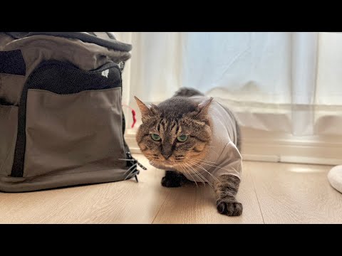 お迎えした保護猫が２回目のワクチンを打って来たら…