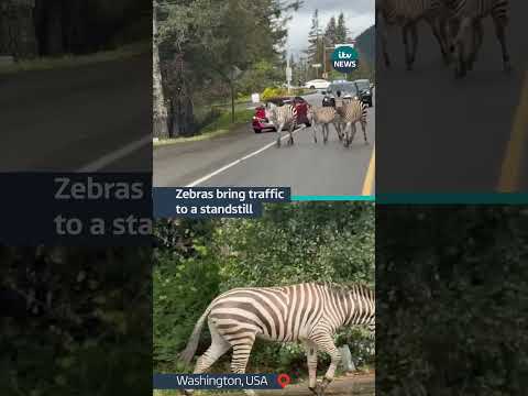 Four zebras were spotted in Washington after escaping a trailer #itvnews #zebra #usa