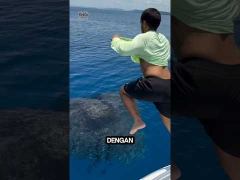 Dengan berani melompat ke kumpulan ikan