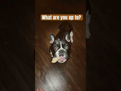 Entertained 🥰 #frenchie #frenchbulldog #dogs #taylorswift #shorts #puppy