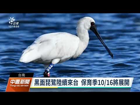 黑面琵鷺來台度冬 國慶連假暴增至468隻｜20221012 公視中晝新聞 - YouTube(1分53秒)