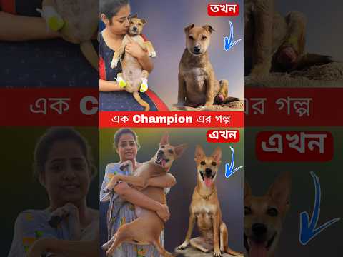 ট্রেনে কাটা পড়া কুকুরবাচ্চাটি কীভাবে হয়ে উঠলো Champion? Street Dog Rescue #doglover #shaswataghosh