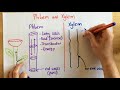Phloem and Xylem Functions in Plants