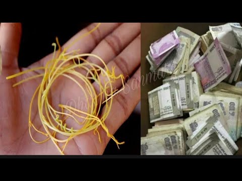 ये जड़ मिल जाए तो छोड़ना मत, रातों-रात किस्मत बदल जाएगा//