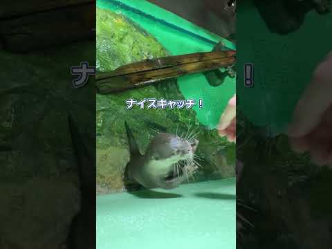 猫の動画サムネイル - カワウソとアザラシの給餌シーン＠しながわ水族館 #水族館 #seal