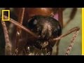 Ants and Liver Fluke Behavior