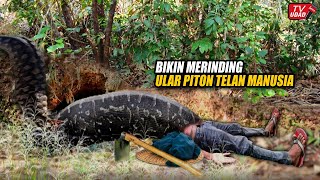 Sulawesi Heboh!! Detik-Detik Ular Piton Raksasa Kembali Mangsa Petani Saat di Kebun. Warga Histeris