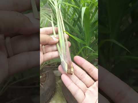 agar tanaman sereh berumur lama dan banyak anakannya 🌱#gardening #shorts