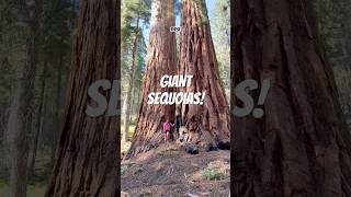 Giant sequoias were cut down to make pencils!? They’re 26-stories tall and as wide as a city street.