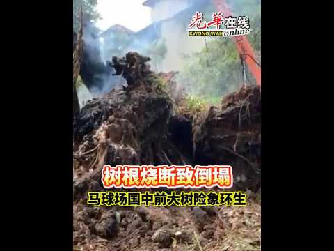 树根烧断致倒塌  马球场国中前大树险象环生