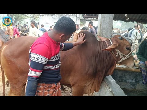 @ 3/2/2024|| পালন উপযোগী শাহীওয়াল জাতের ষাঁড় গরুর কেনা-বেচা আমবাড়ী হাটে|| দিনাজপুর||