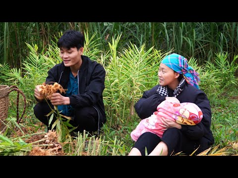 Harvesting ginger with the small family, Bring to market to sell, Forest life