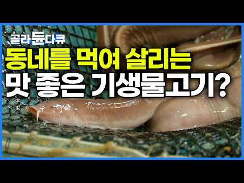 부산 사람들에게 잘못 걸렸다.. 맛 좋다는 소문 나버린 기생 물고기의 정체?│기장 꼼장어 먹방│한국기행│#골라듄다큐