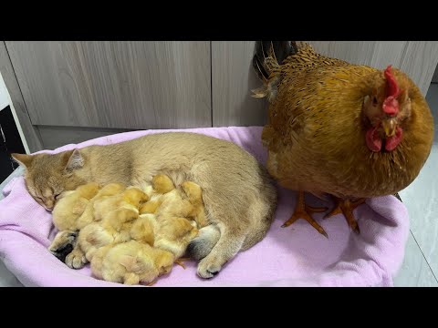 The chick jumped into the basket and slept with the kitten. And the hen guarded by the side.??