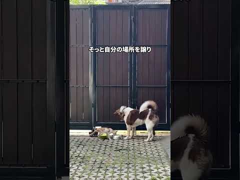 本当に優しいワンちゃん